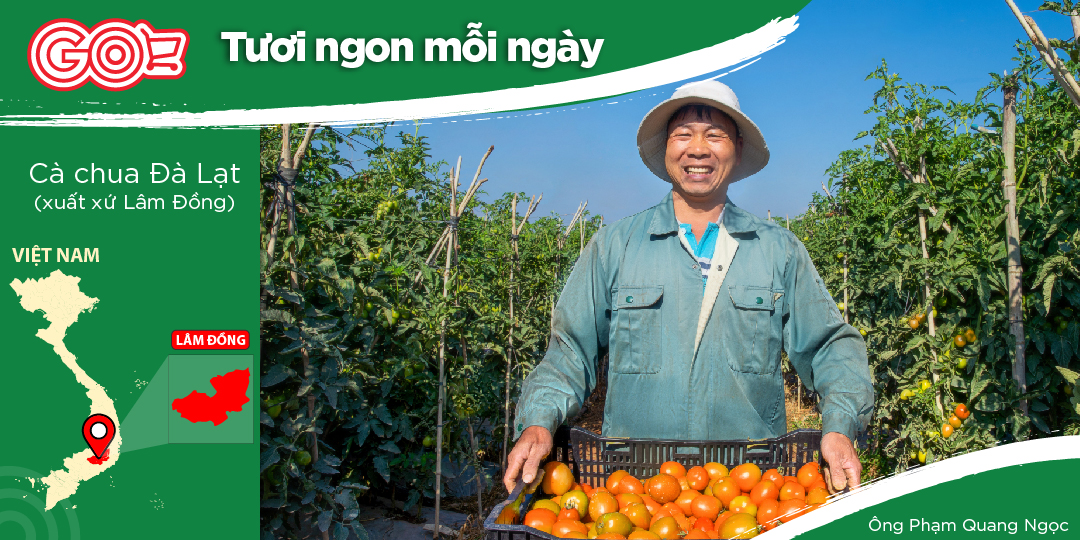 MR. PHAM QUANG NGOC IS A PASSIONATE FARMER WHO CULTIVATES CUCUMBERS, TOMATOES, AND CHILI PEPPERS IN LAM DONG AND DA LAT PROVINCES.