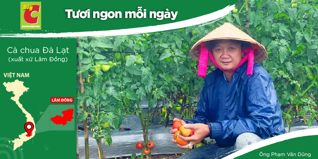 TRANG DUNG LAM DONG CO., LTD - VIETGAP AGRICULTURE WITH TOMATOES AND VARIOUS CLEAN VEGETABLES