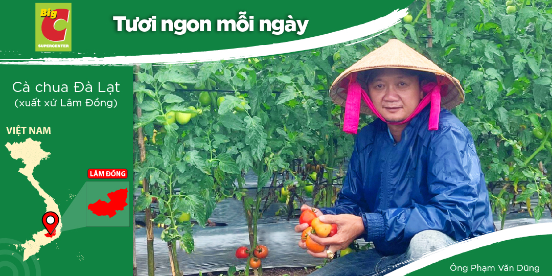 CÔNG TY TNHH TRANG DŨNG LÂM ĐỒNG - NÔNG NGHIỆP VIETGAP VỚI CÂY CÀ CHUA VÀ NHIỀU LOẠI RAU SẠCH