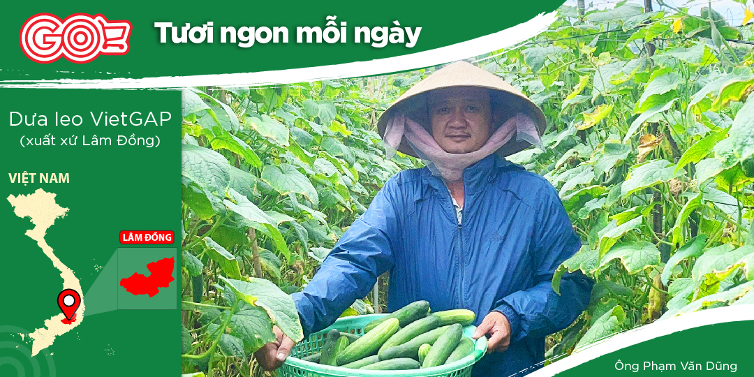 CÔNG TY TNHH TRANG DŨNG LÂM ĐỒNG - SẢN XUẤT DƯA LEO CHUẨN VIETGAP CỦA ANH PHẠM VĂN DŨNG