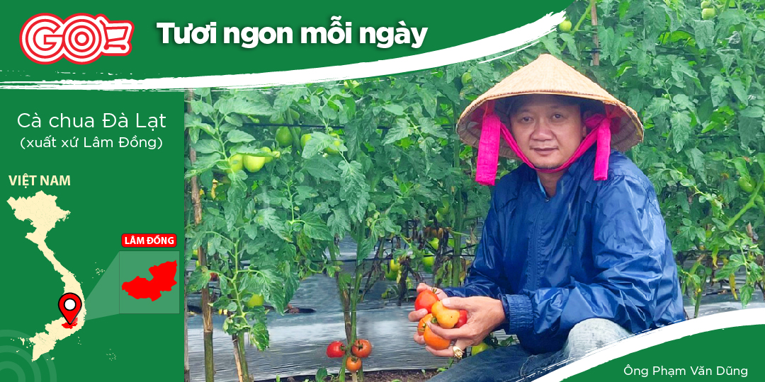 CÔNG TY TNHH TRANG DŨNG LÂM ĐỒNG - NÔNG NGHIỆP VIETGAP VỚI CÂY CÀ CHUA VÀ NHIỀU LOẠI RAU SẠCH