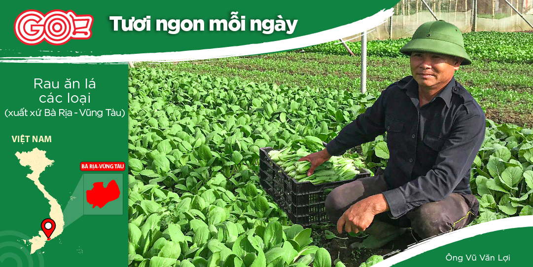 VU VAN LOI - SAFE GREEN VEGETABLES FROM BA RIA