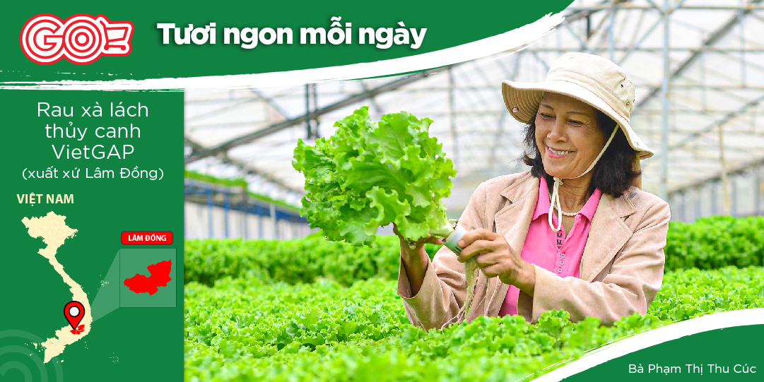 CÔ PHẠM THỊ THU CÚC ĐÃ TÌM ĐẾN NGHỀ TRỒNG RAU NHƯ MỘT CƠ DUYÊN